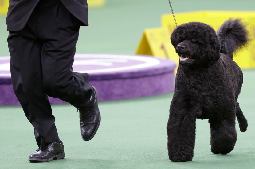 This 2014 file photo shows Matisse, a Portuguese water dog, competing in the working group...