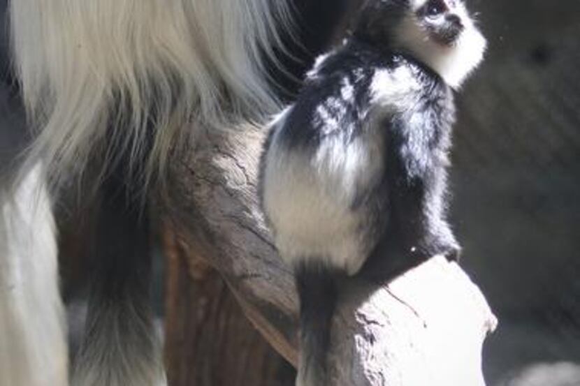 
A baby colobus monkey sits on a log with an adult inside their enclosure at the Dallas Zoo. 
