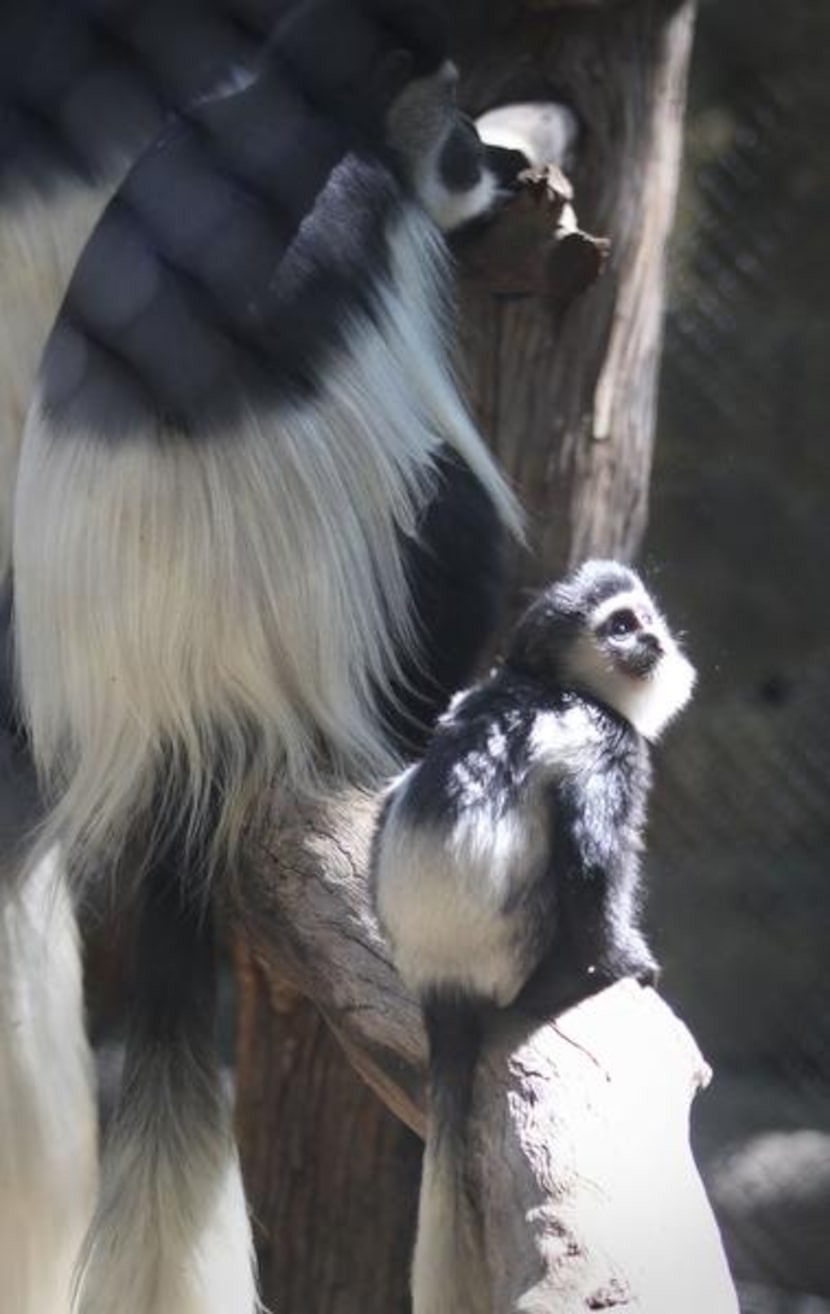 
A baby colobus monkey sits on a log with an adult inside their enclosure at the Dallas Zoo. 
