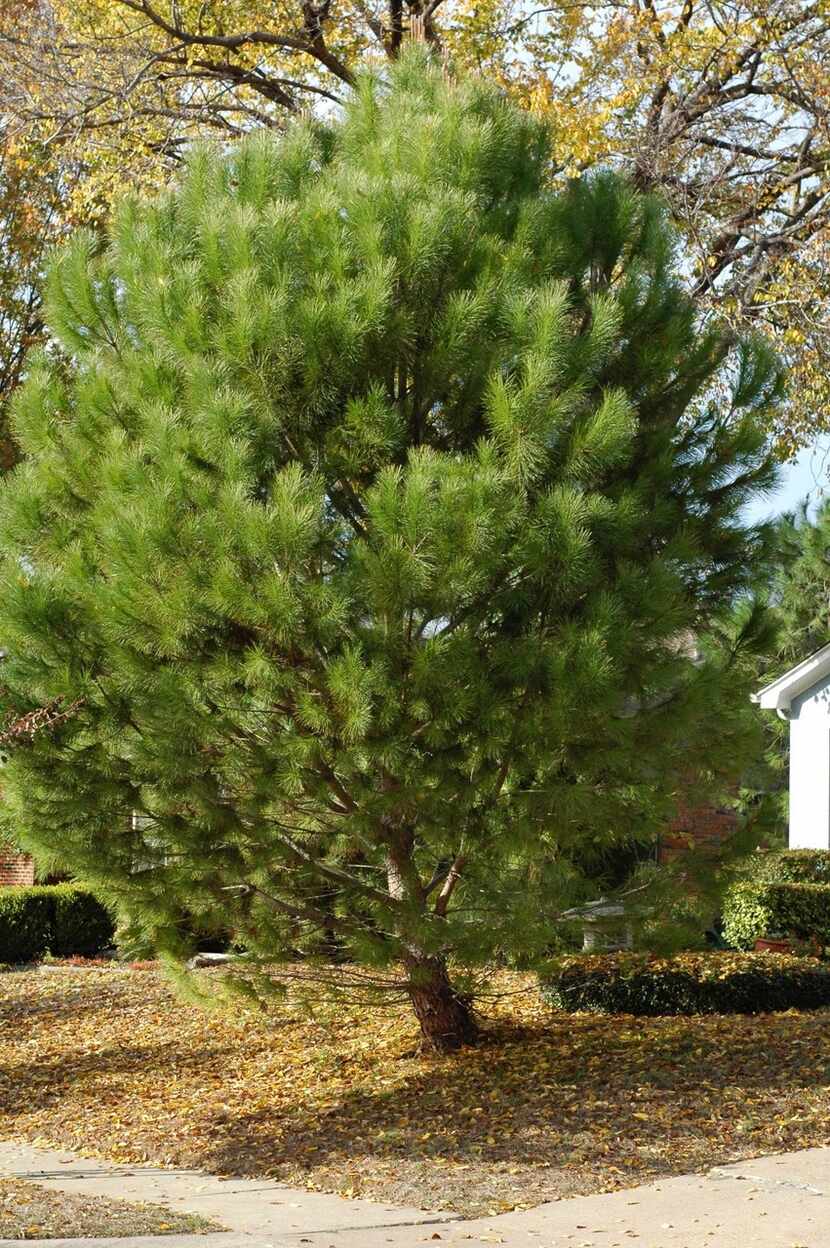 This Italian stone pine in Texas is about 10 years old.