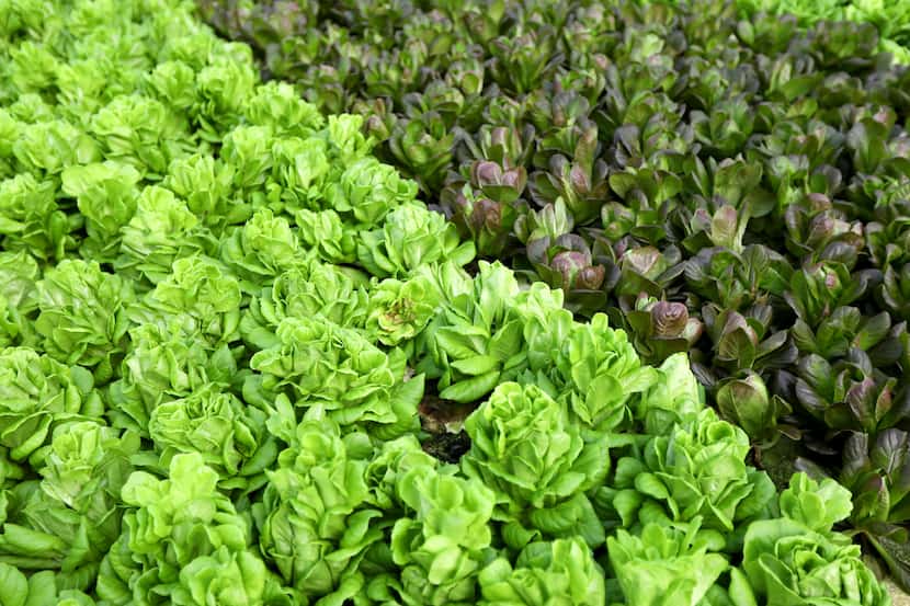 Lettuce is one of the many things grown at Profound Microfarms, which supplies more than 60...