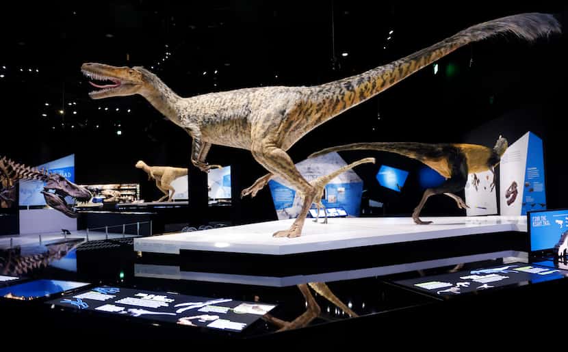An adult xiongguanlong baimoensis dinosaur (above) and others in the T rex family are on...