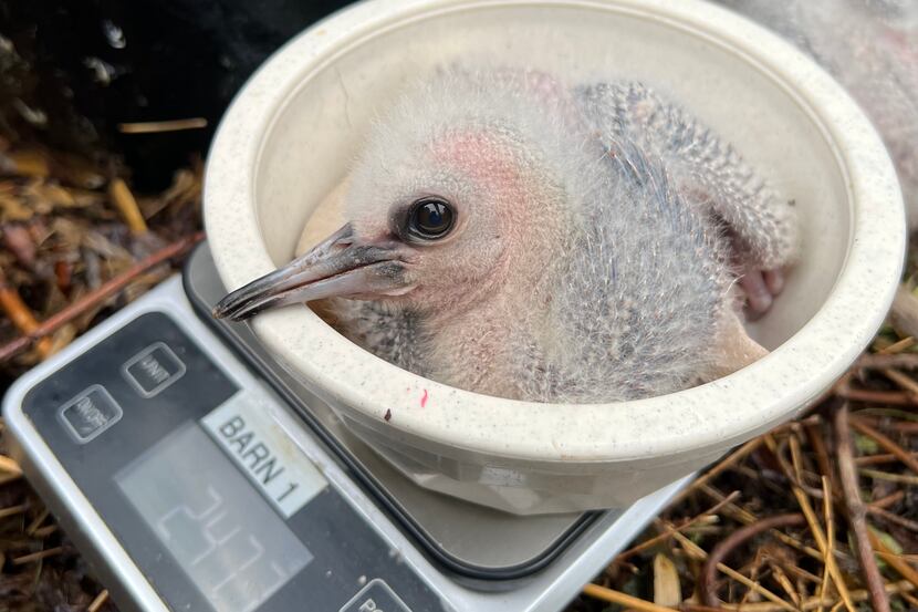 The Dallas Zoo welcomed two Madagascar crested ibises on May 16 and 17.