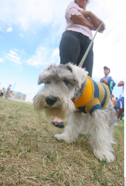 Las consecuencias de someter a tu mascota a cambios bruscos de temperatura son problemas en...