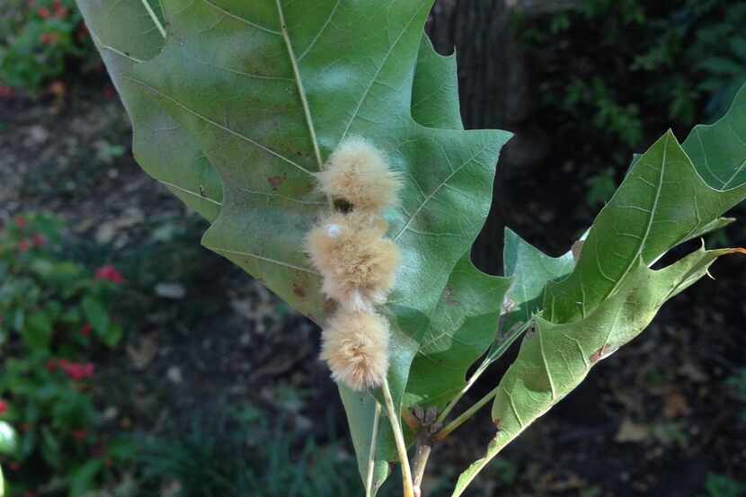 Galls, like these fuzzy oak galls, are quite common. A few galls are no problem, but a heavy...