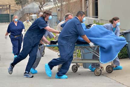Senior veterinarian Dr. Chris Bonar and animal care staffers transport anesthetized gorilla...