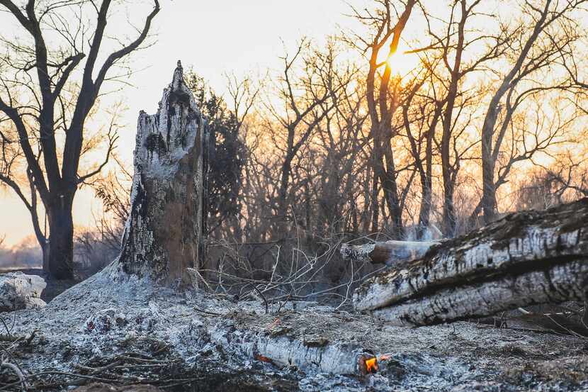 Restos de árboles quemados luego de que un incendio en Smokehouse Creek destruyera el área...