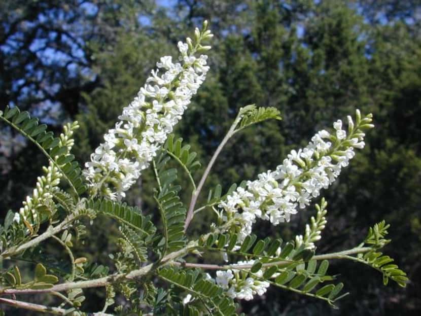 
The Texas kidneywood shrub, once used in remedies for kidney and bladder ailments, is easy...