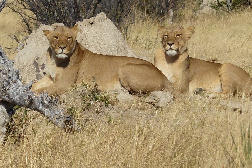 A pair of lions relax in Hwange National Park, Zimbabwe's largest game reserve.