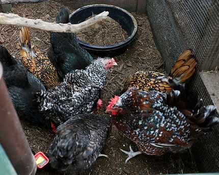 Kimberly Atchley raises several breeds of chickens, including Polish chickens, Speckled...