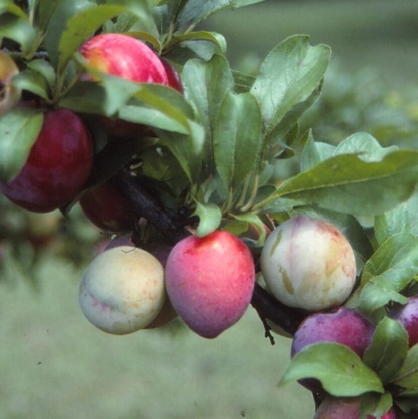 Prune fruit trees for your harvesting convenience, but as late in the winter as possible to...