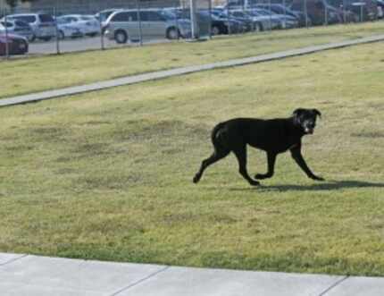  A stray dog ran from Dallas Animal Services in August 2015. (File Photo)