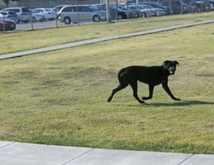  A stray dog ran from Dallas Animal Services in August 2015. (File Photo)