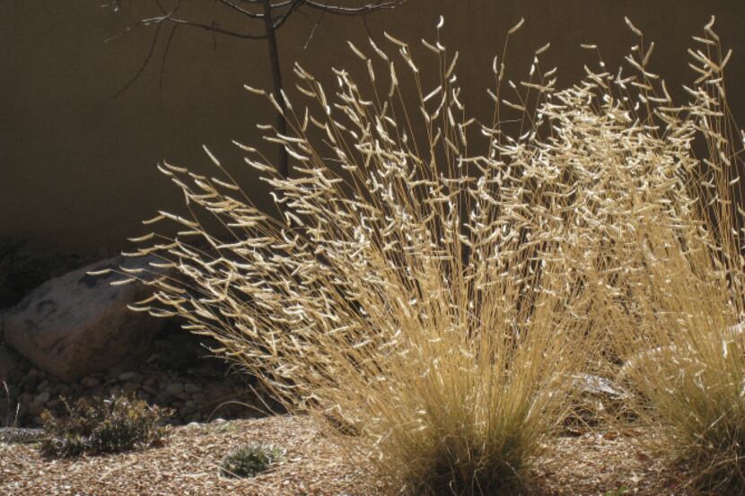 Bouteloua gracilis 'Blond Ambition' is a new variety of a tough native grass suitable for...
