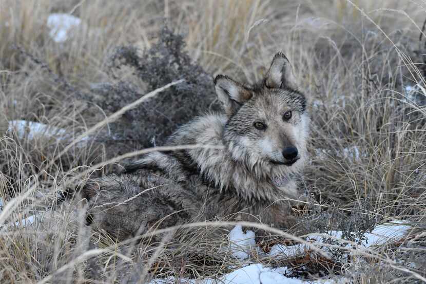 En esta imagen de archivo del 26 de enero de 2024, cortesía del U.S. Fish and Wildlife...