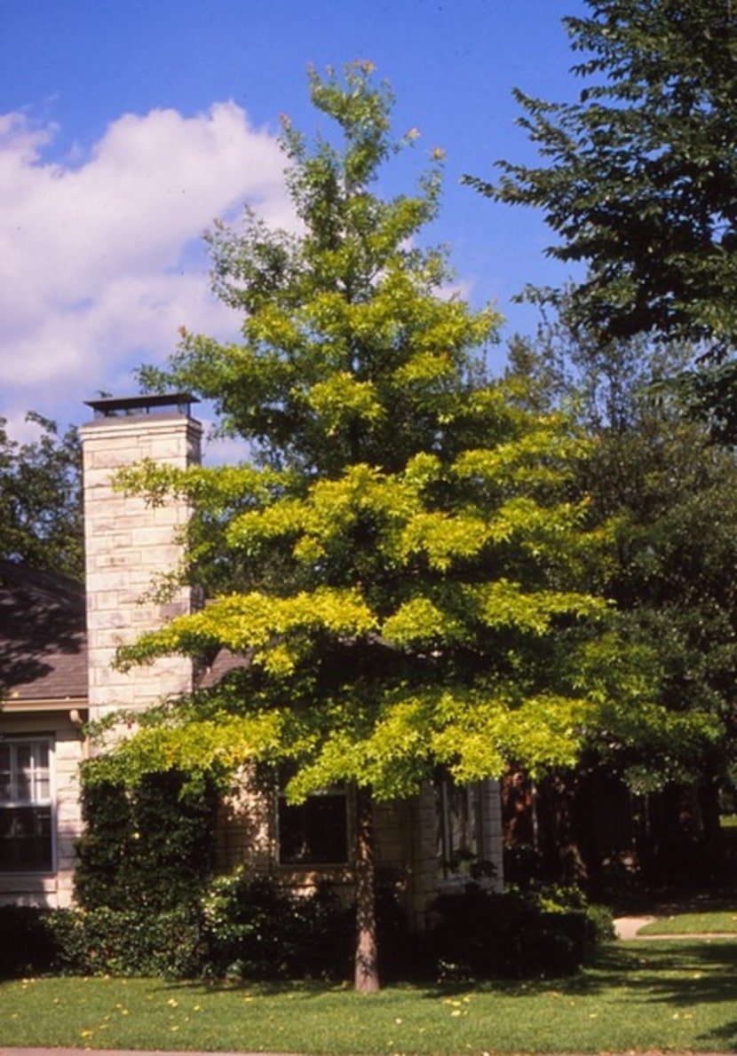 Sick red oak with pin oak "blood."  This tree is close to a full blood pin oak.