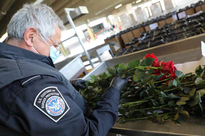 Oficial de la Oficina de Aduanas y Protección Fronteriza (CBP) en el Paso inspecciona flores.
