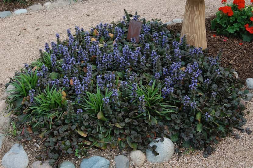 Giant ajuga is a larger-growing and tougher form of the flowering ground cover.
