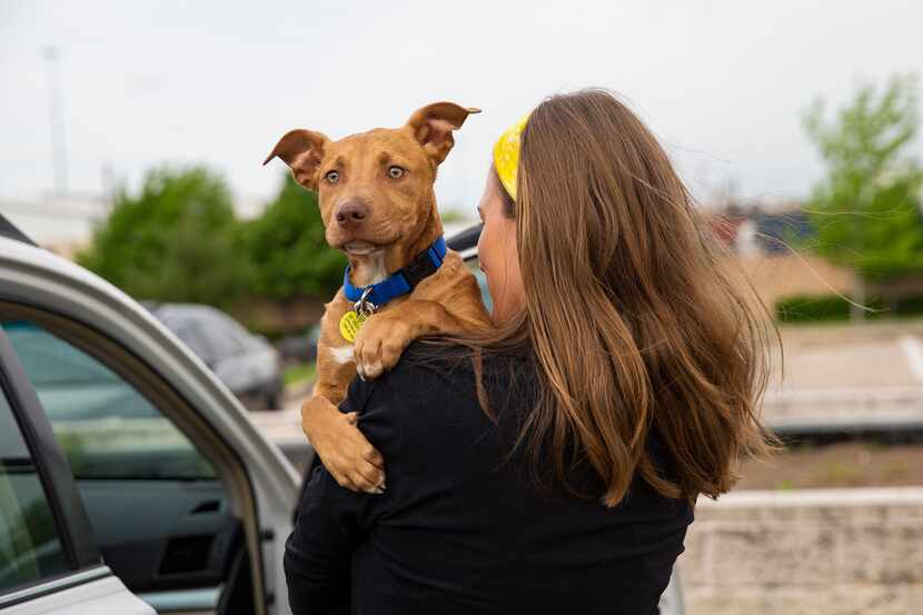 Lexi Sorbara carries her new foster dog Biggs into the car after picking him up at Dallas...