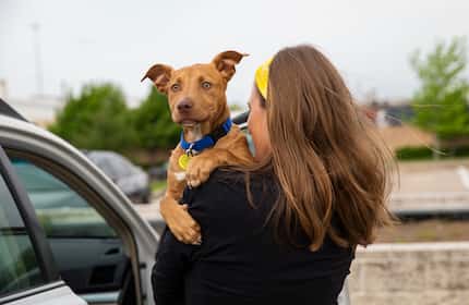 Lexi Sorbara y su nuevo perro adoptado Biggs en Animal Services, hace pocos días. Servicios...