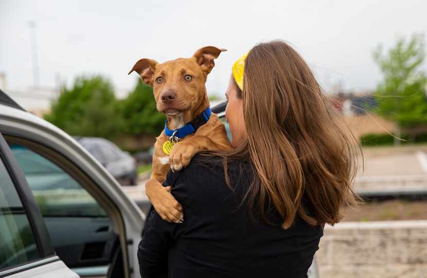 Lexi Sorbara  carries her foster dog, Biggs, to the car after picking him up curbside at...