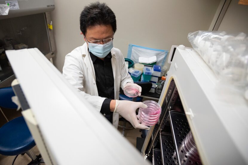 Dr. Zhihao Wu of Southern Methodist University pulls samples of growing cancer cells from a...