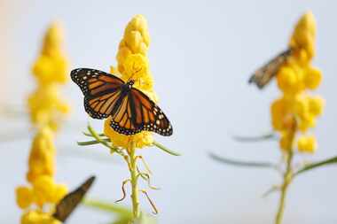 Monarch butterflies remain on a plant after being released during the Flight of the Monarch...