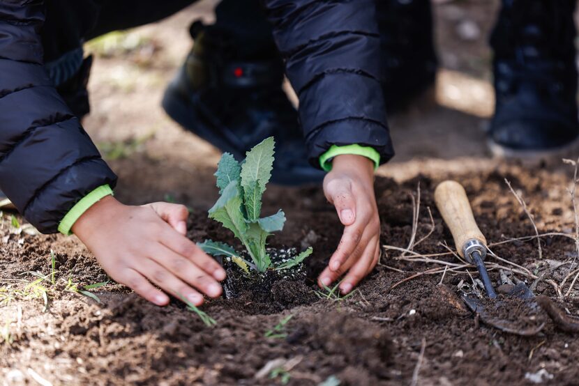 Aden Williams, 5, plants in the community garden Joppy Momma's Farm in Dallas on Saturday,...