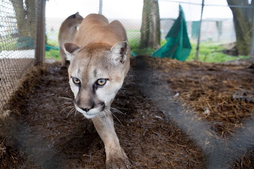 A 2013 photo from the Humane Society of the United States shows a mountain lion in an...