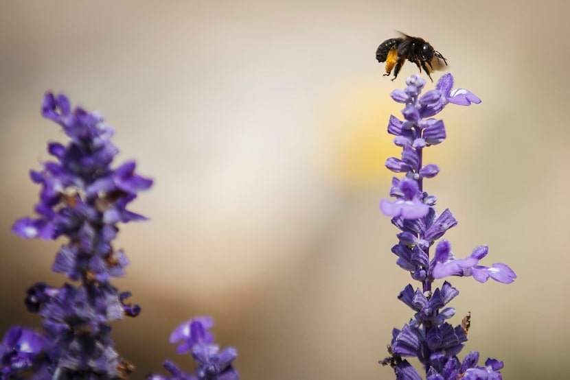 A bee lands on flowers in the New Hope Garden at the Austin Street Center.