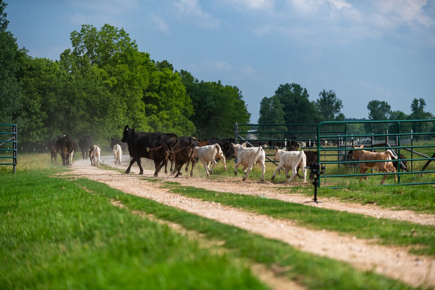 The CF Ranch is a family owned working ranch.