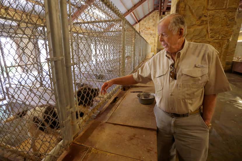Businessman T. Boone Pickens visits some of the dozens of hunting dogs at his kennels on the...