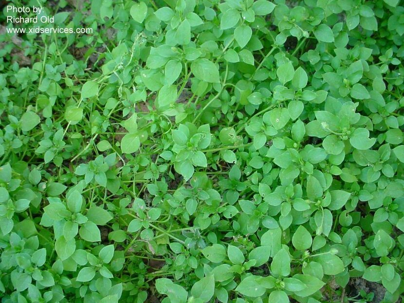 
Autumn’s a good time to get a grip on weeds, such as chickweed, before their spring growth...