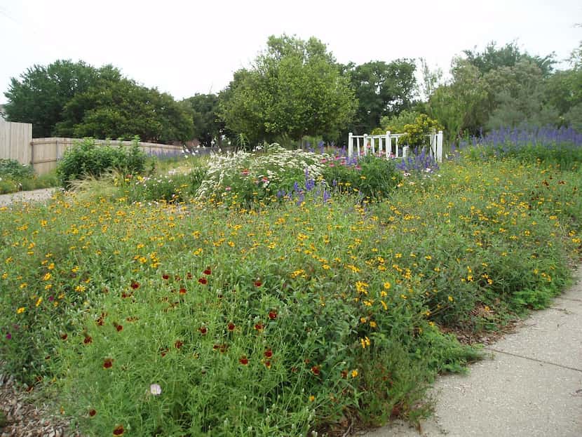 
Gailon Hardin’s garden in Arlington is filled with native plants. She says they survive on...