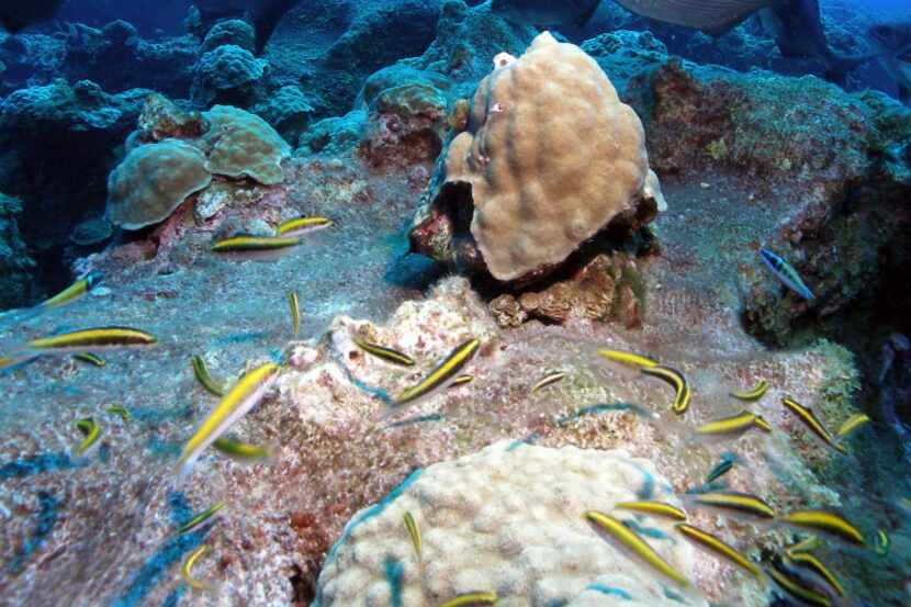 Bermuda chub and Bluehead wrasse swim around small mustard hill corals (Porites astreoides)...