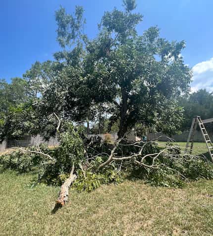 Large limbs have been falling off trees across North Texas this summer. The phenomenon is...