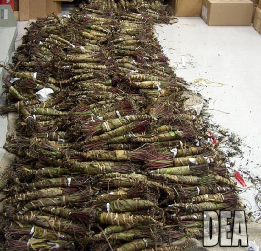The DEA says long-term khat chewing — or ingesting too large a dose — can lead to liver...