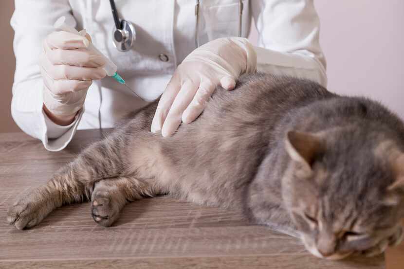 foto de una veterinaria dandole una inyección a un gato.
