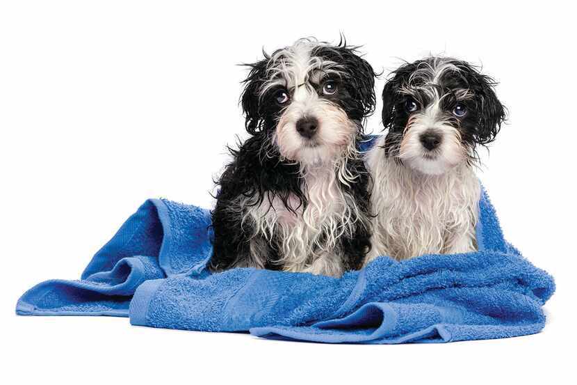 Pet-washing stations are out, for both pets and homebuyers.
