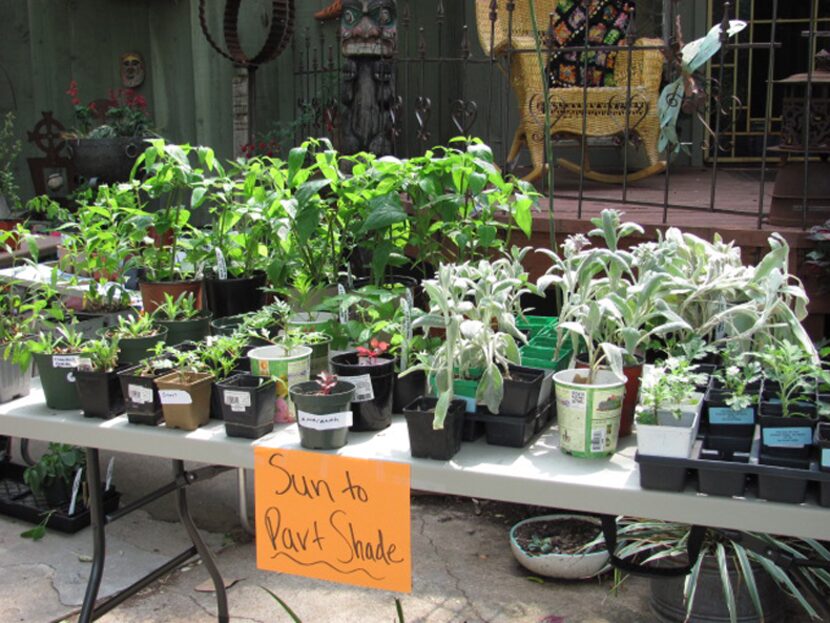  Plants at the Greater Dallas Organic Garden Club's annual plant sale. This year's sale will...