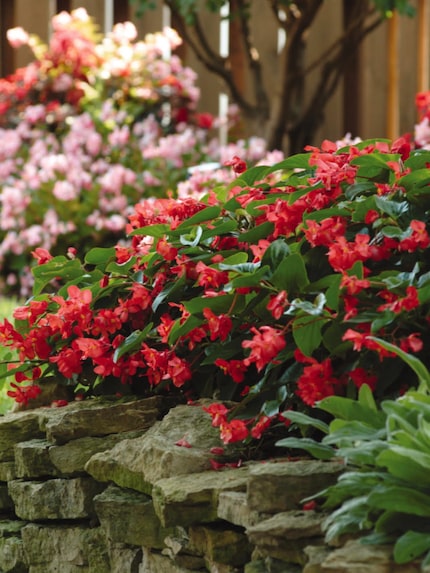 Dragons wing begonias in a yard