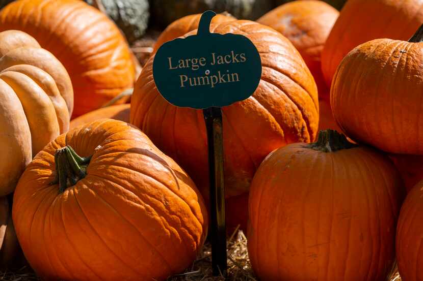 Signs at the Dallas Arboretum's Pumpkin Village helps visitors know the different pumpkins...