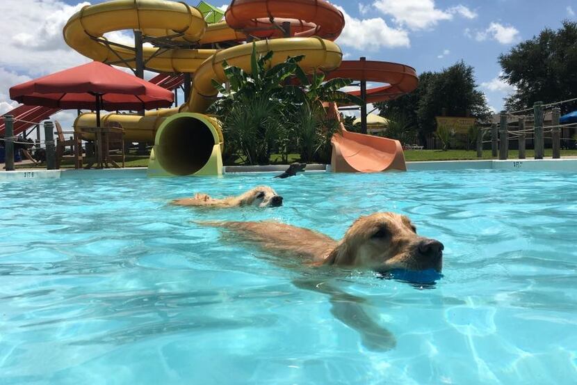 Bahama Beach's annual Paco's Poochie Plunge is Saturday.