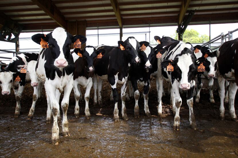 Young cows stand in a barn at Mystic Valley Dairy in Sauk City, Wis. The farm's owner has...