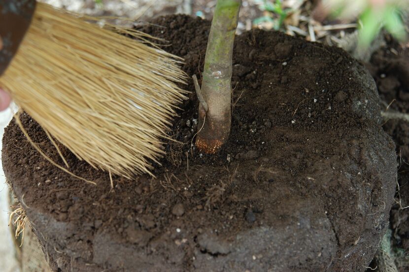 Burlap and excess soil and mulch should be removed from the top of the tree before measuring...