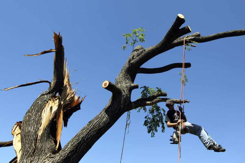 Jason Smith of Bohne's Tree Trimming worked to remove branches from a tree in the Oldfield...