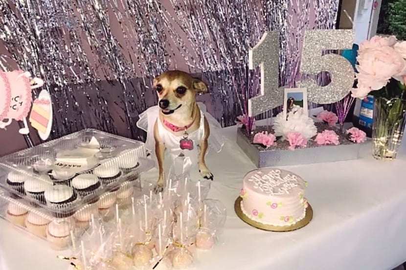 Who says a dog can't have a quinceañera? Happy birthday to this newly famous Texas dog,...
