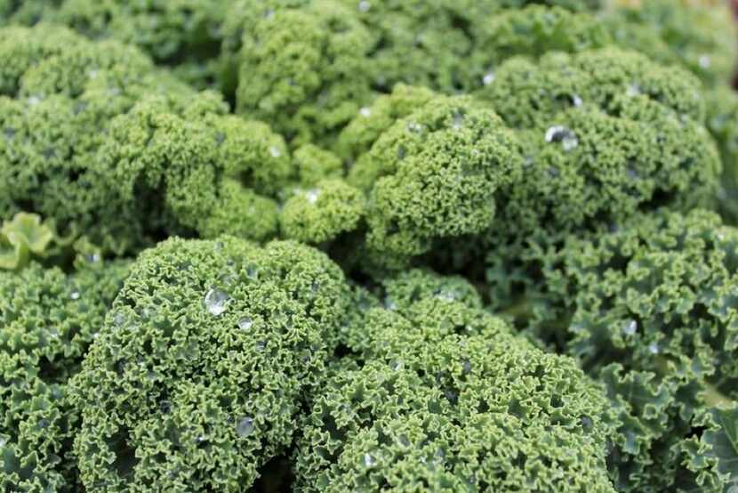 'Prizm' kale gets a thumbs-up for area gardens from the Dallas Arboretum.