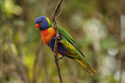 Tropical North Queensland is rich in exotic wildlife, including colorful parrots.