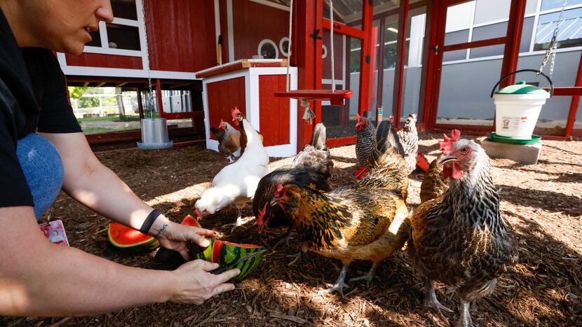 Principal Erika Pasieczny feeds watermelon to chickens in the large coop built in...